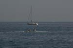 ISOLA MAGGIO_059